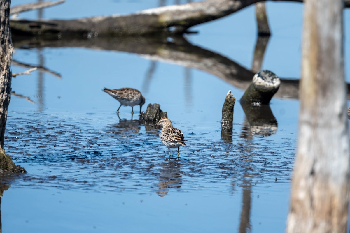 Sharp-tailed Sandpiper - ML645428297