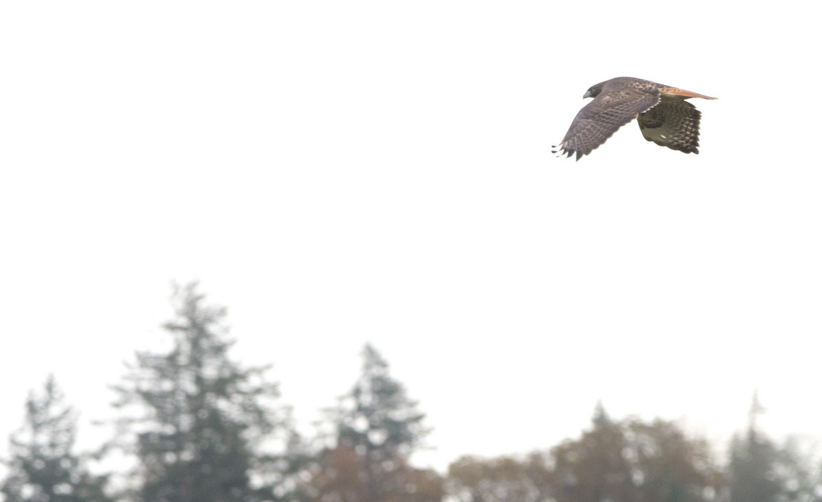 Red-tailed Hawk - ML645428299