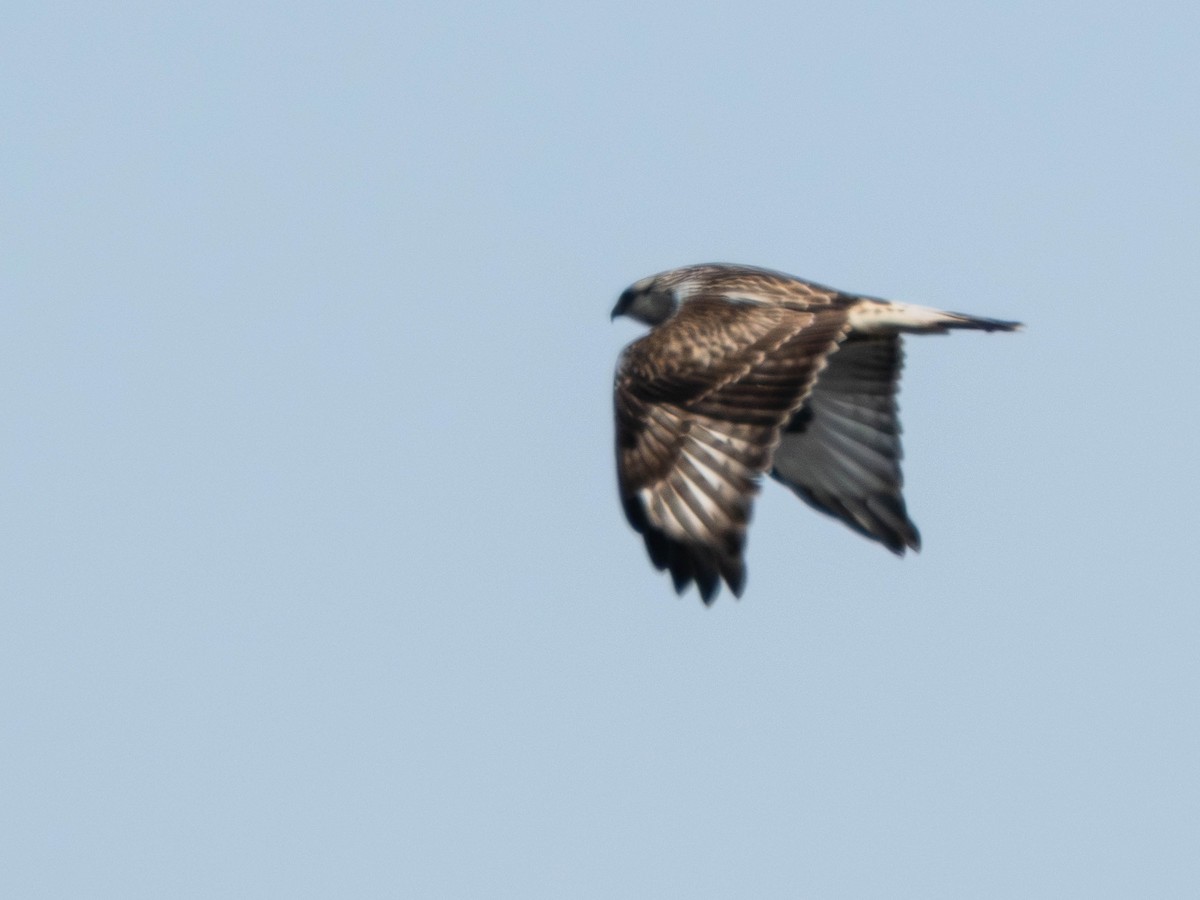 Rough-legged Hawk - ML645428300