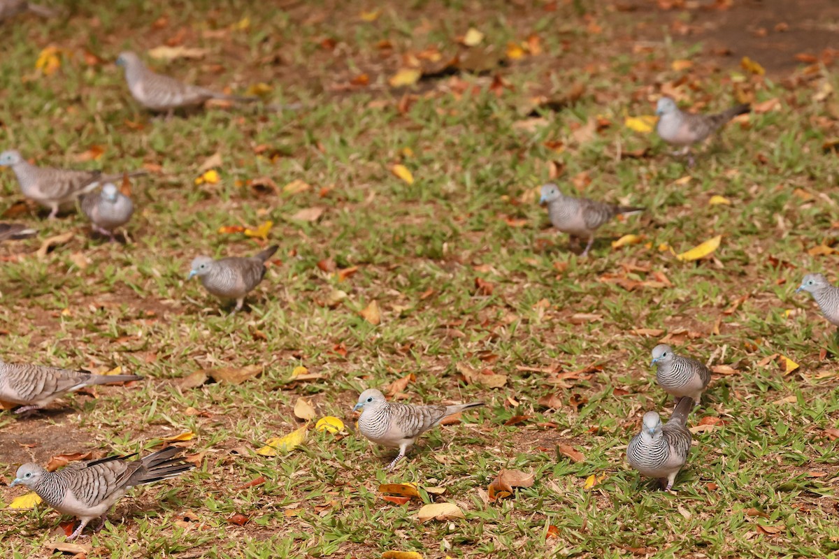 Peaceful Dove - ML645428301
