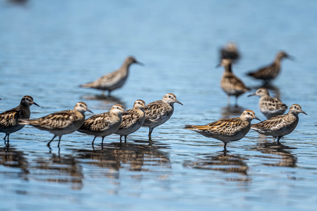 Sharp-tailed Sandpiper - ML645428304