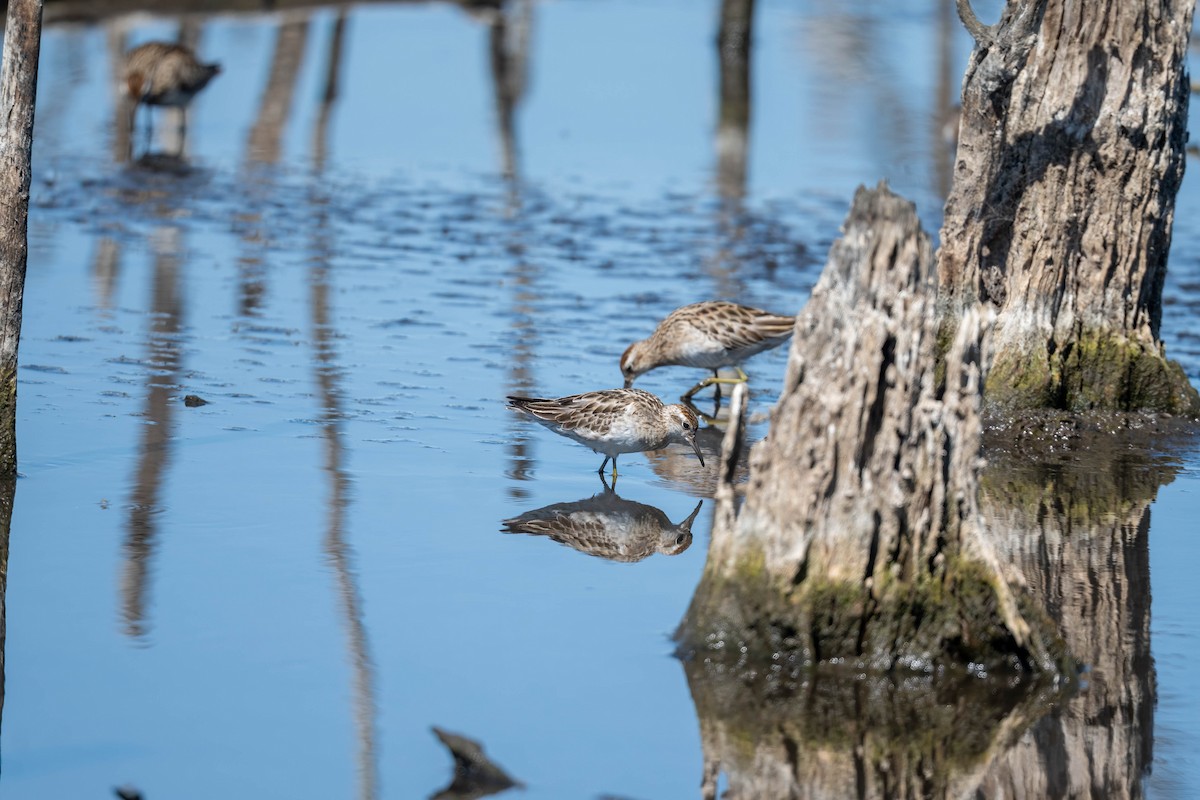Sharp-tailed Sandpiper - ML645428305