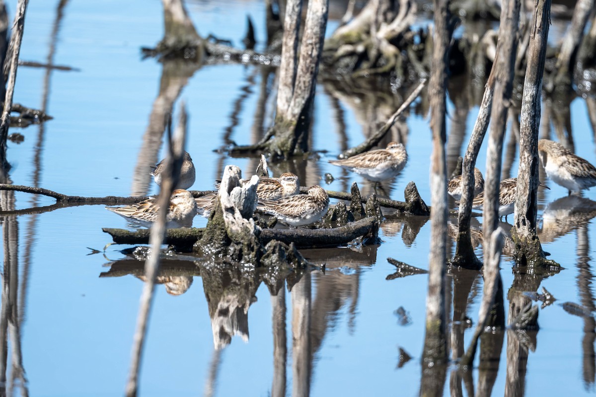 Sharp-tailed Sandpiper - ML645428306