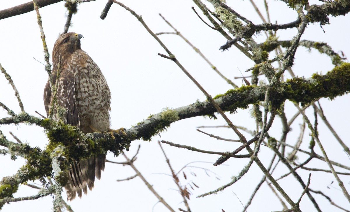 Red-shouldered Hawk - ML645428307