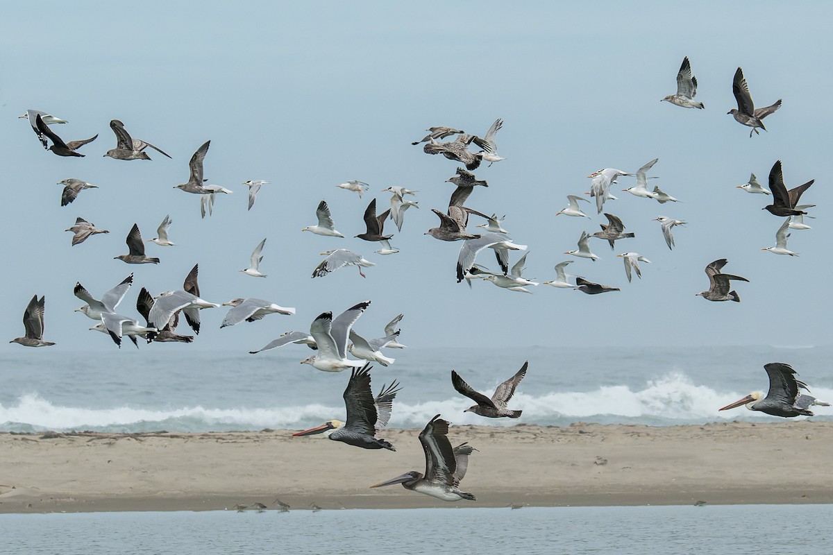 Bonaparte's Gull - ML645428308
