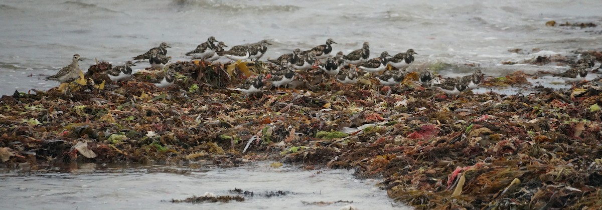 Pacific Golden-Plover - ML645428309