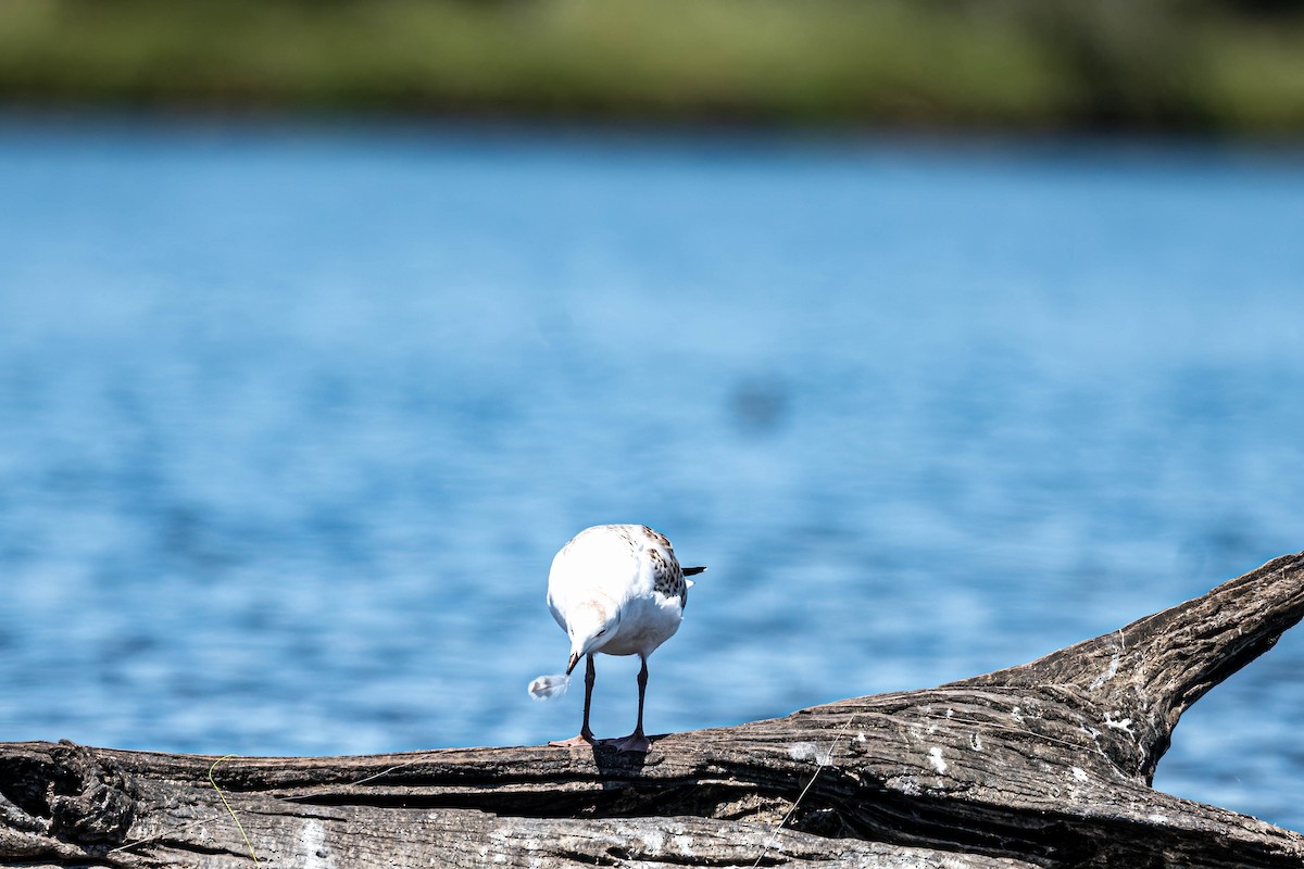 Silver Gull (Silver) - ML645428310