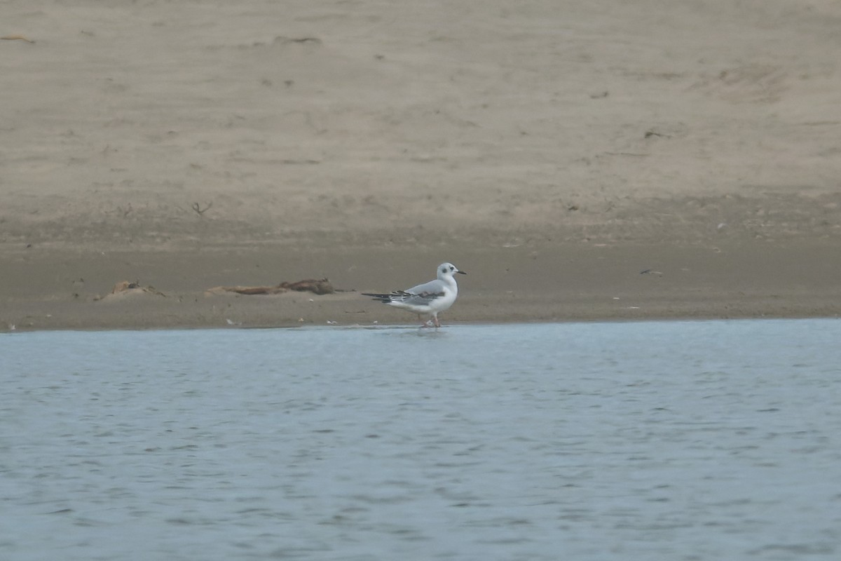 Bonaparte's Gull - ML645428311