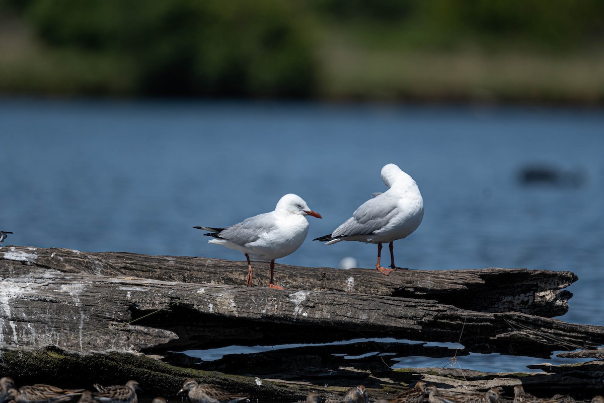 Silver Gull (Silver) - ML645428312