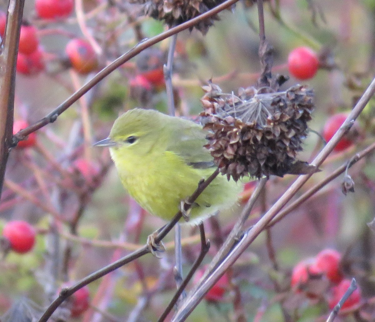Orange-crowned Warbler - ML645428314