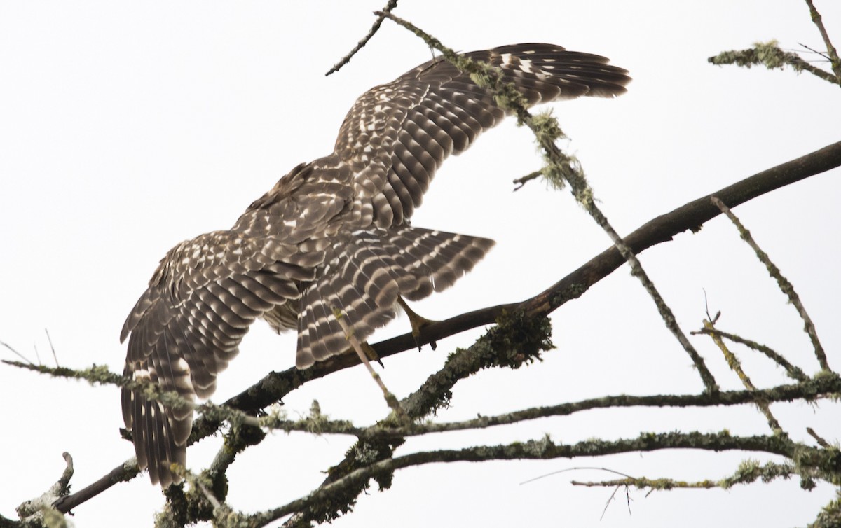 Red-shouldered Hawk - ML645428315