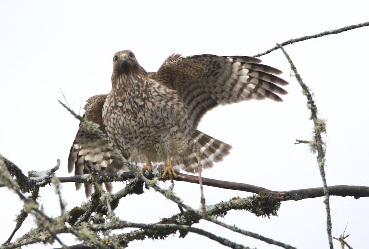 Red-shouldered Hawk - ML645428316