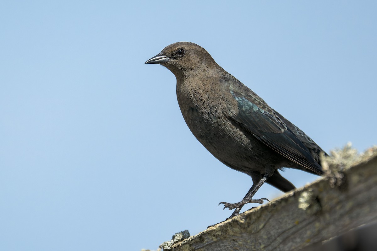 Brewer Karatavuğu - ML645428317