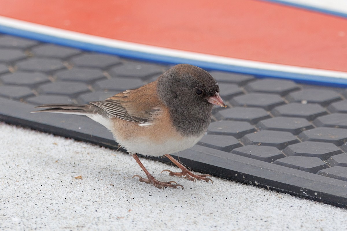 Dark-eyed Junco (Oregon) - ML645428319