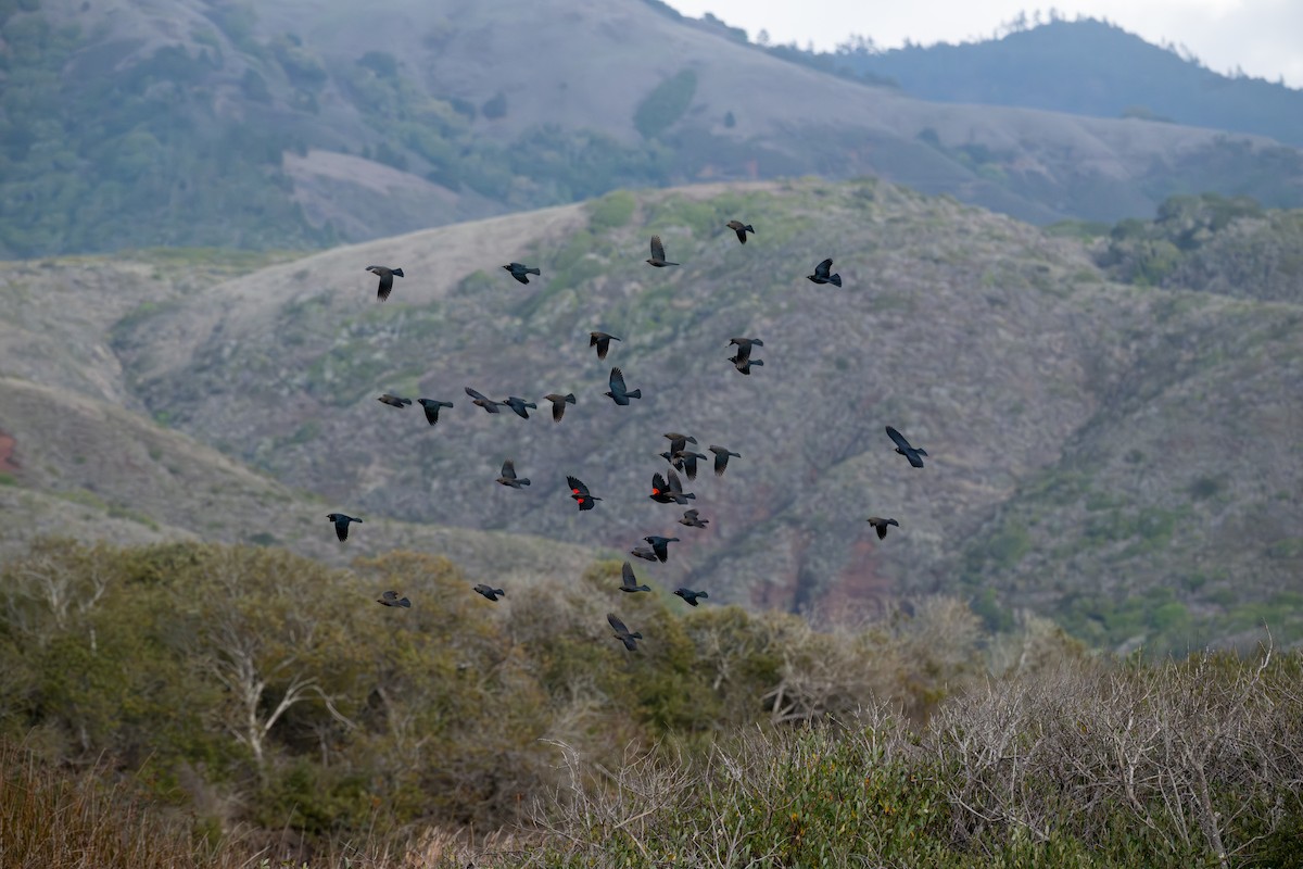 Brewer Karatavuğu - ML645428326