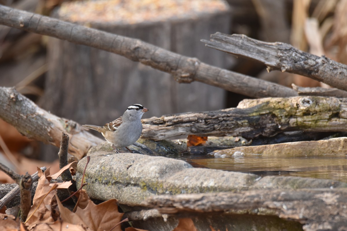 strnadec bělopásý - ML645428331