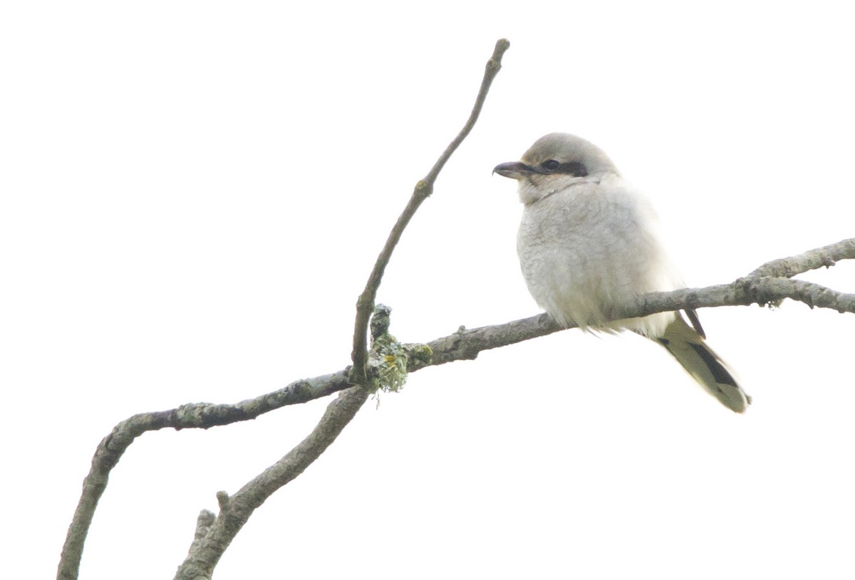 ťuhýk severní - ML645428336