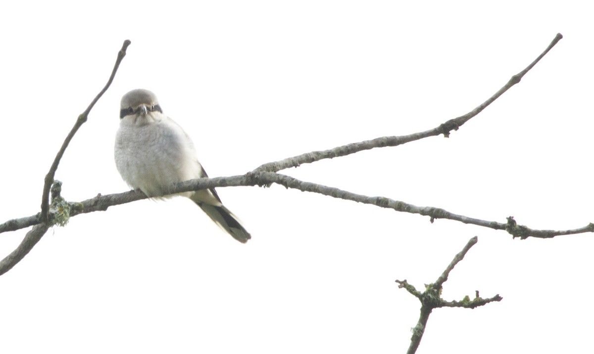 ťuhýk severní - ML645428337