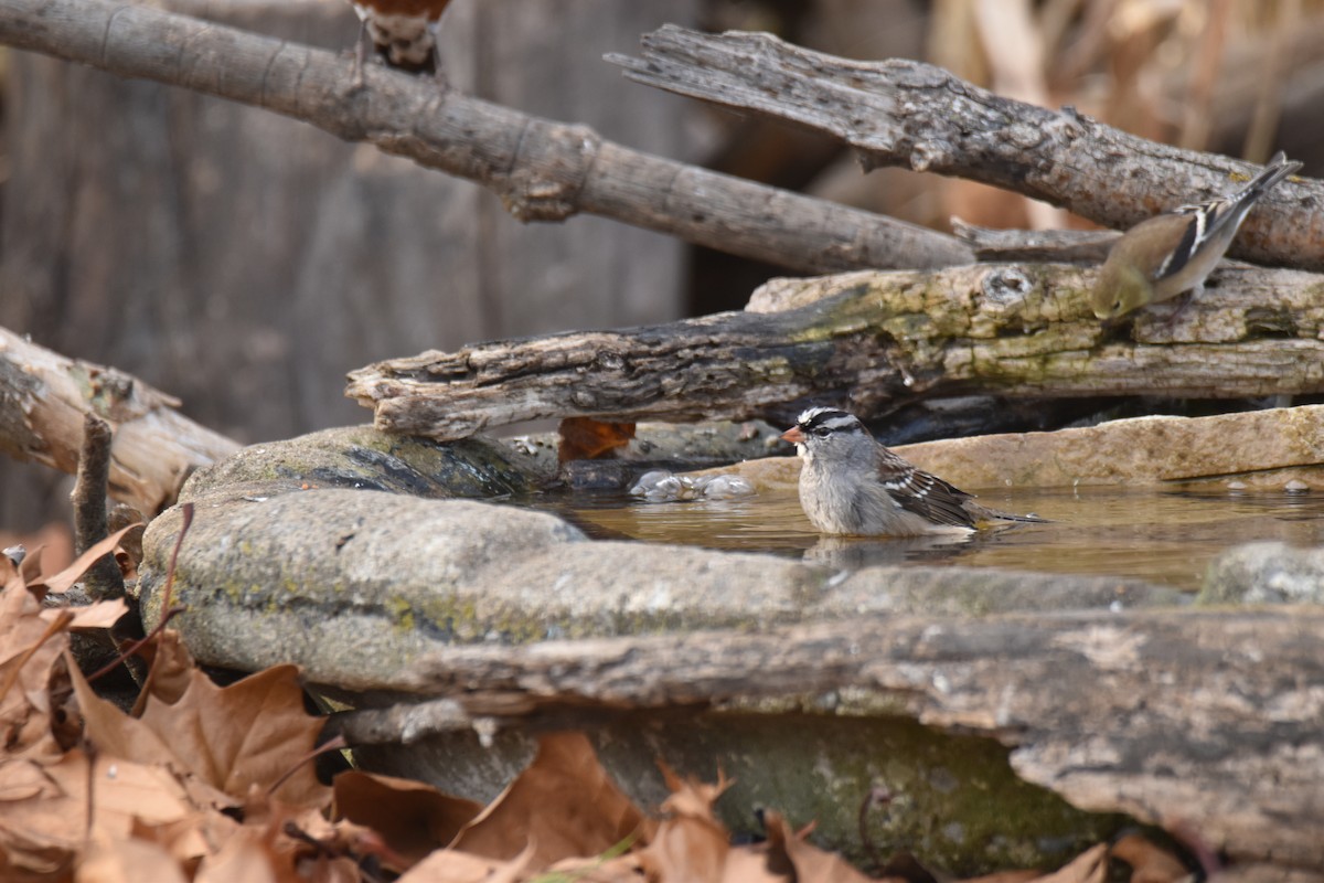 strnadec bělopásý - ML645428340