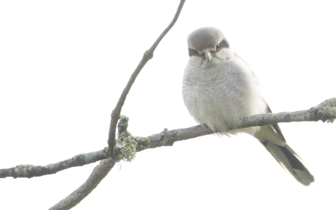 ťuhýk severní - ML645428341