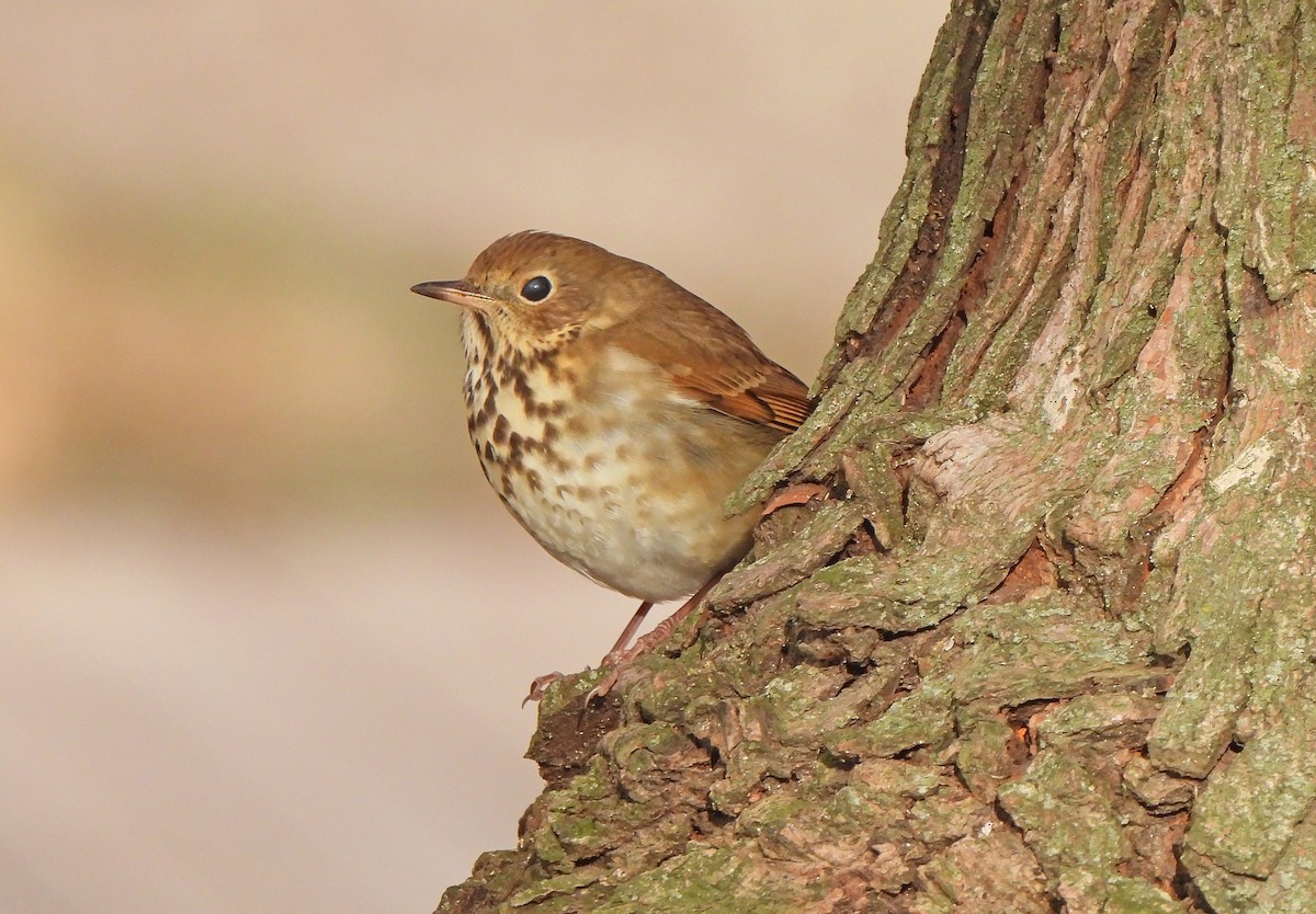 קיכלי חלוד-זנב - ML645428342