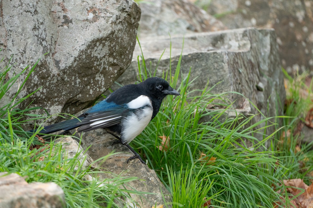 Eurasian Magpie - ML645428343