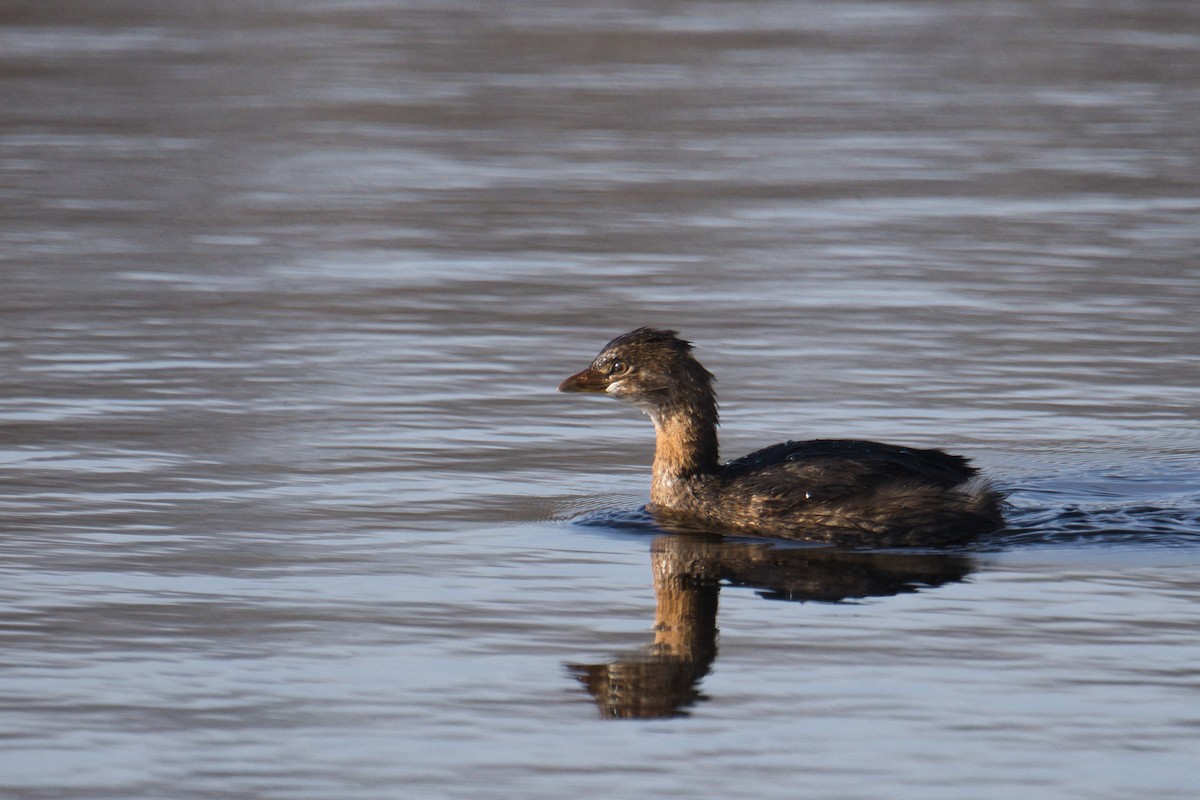 Bindentaucher - ML645428351