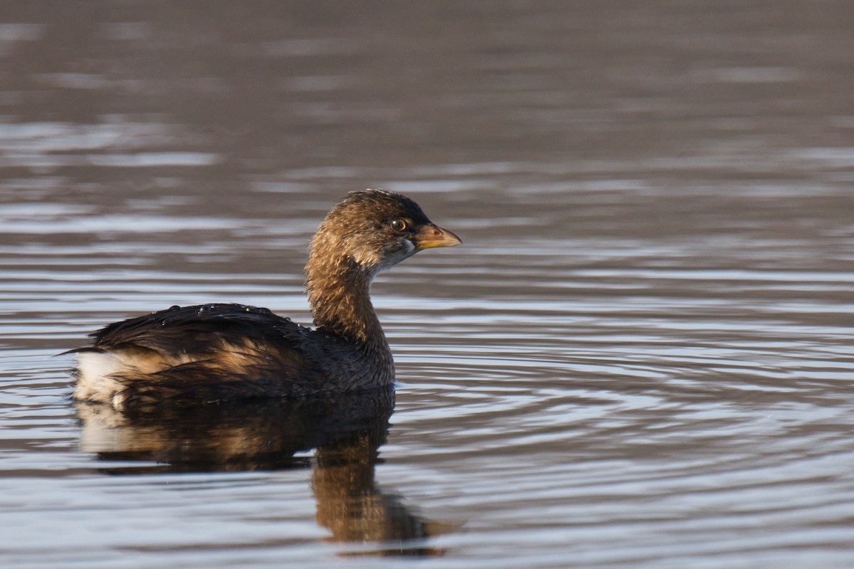 Bindentaucher - ML645428352