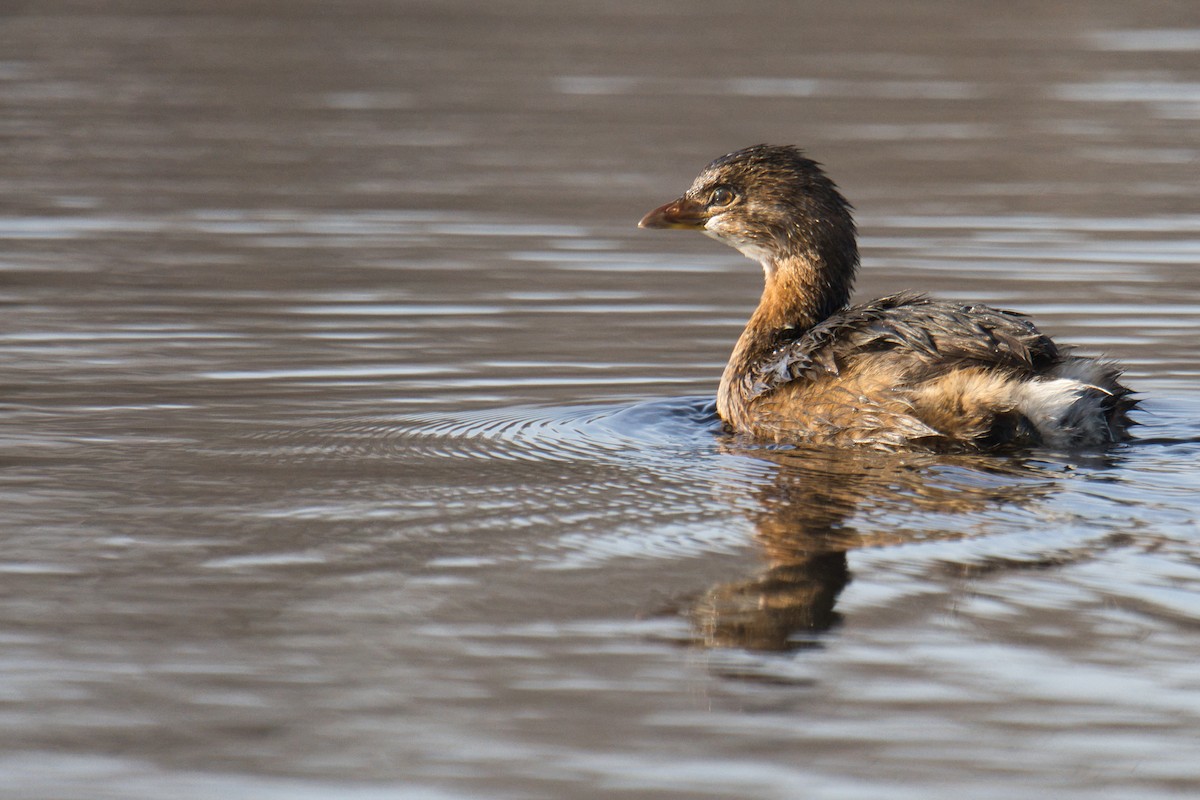 Bindentaucher - ML645428353