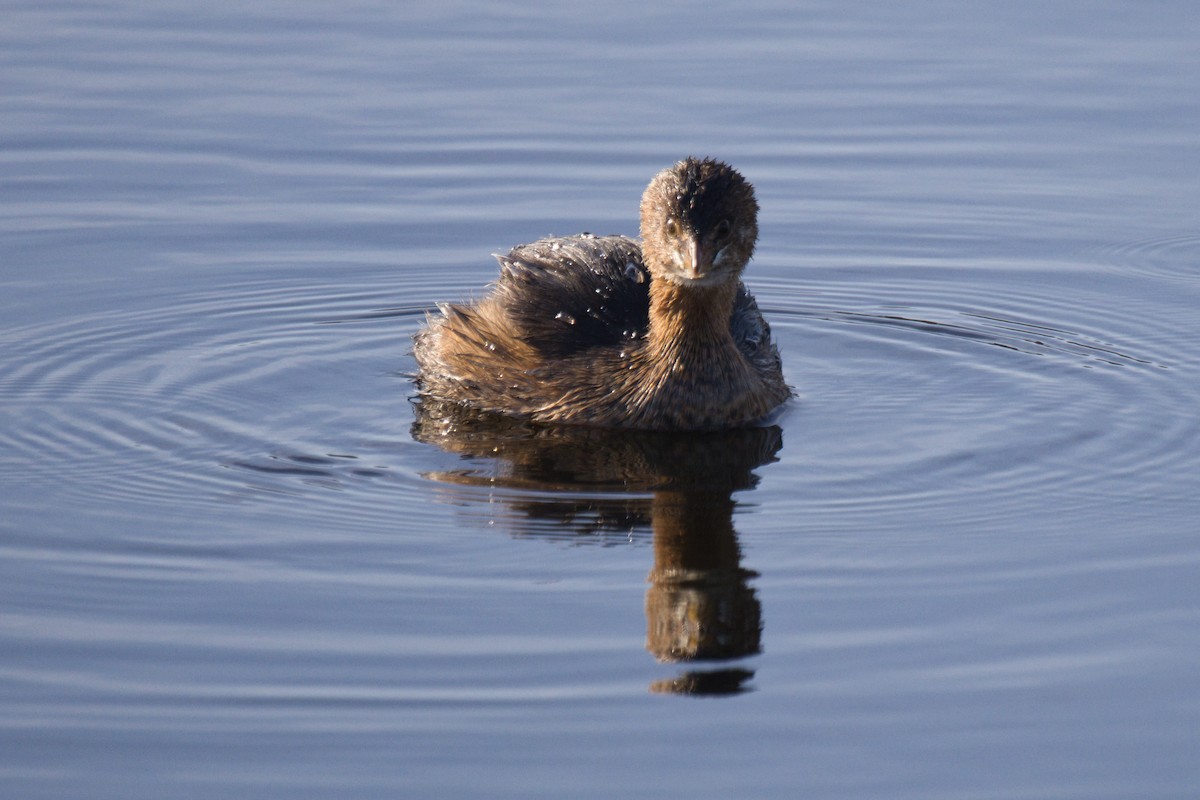 Bindentaucher - ML645428354