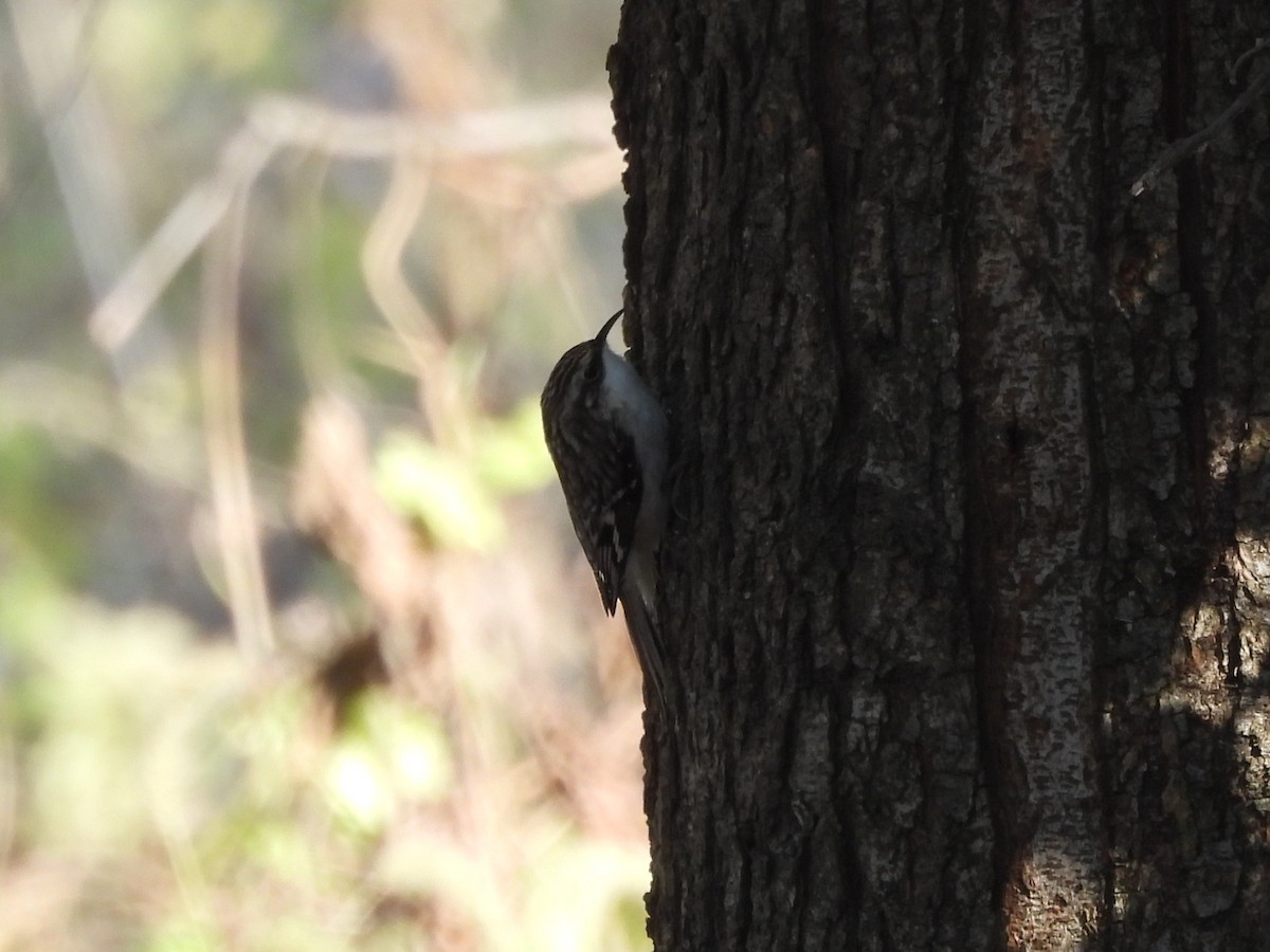 Brown Creeper - ML645428380