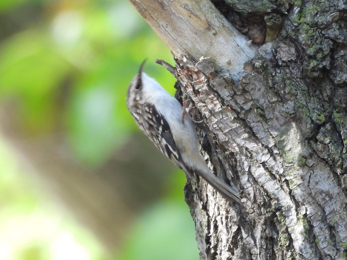 Brown Creeper - ML645428381