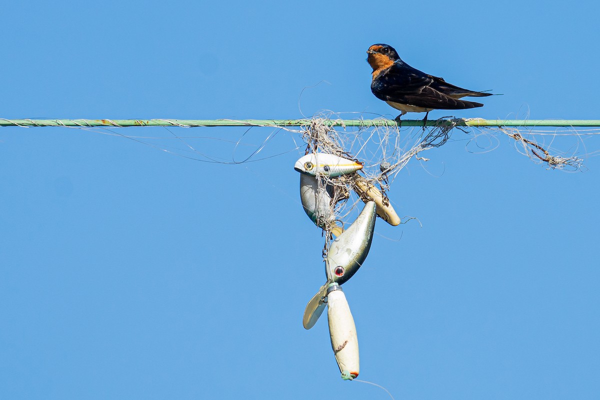 Barn Swallow - ML645428396