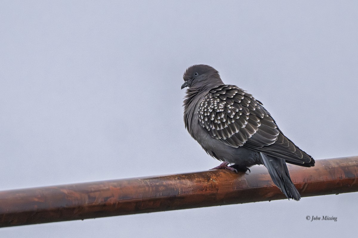 Spot-winged Pigeon - ML645428397