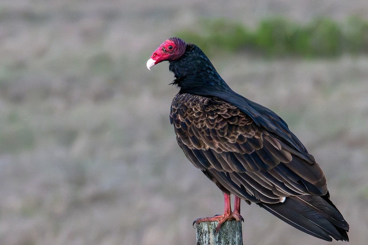 Turkey Vulture - ML645428441