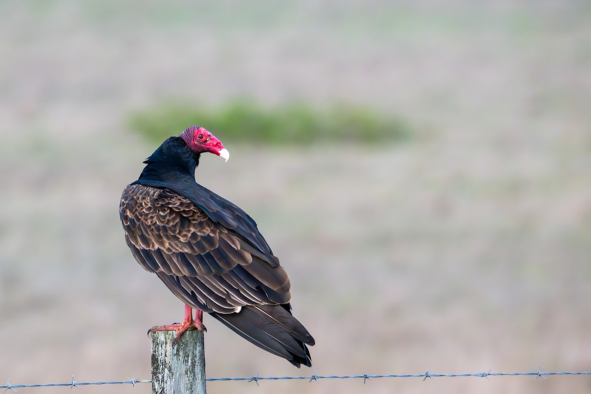 Turkey Vulture - ML645428442