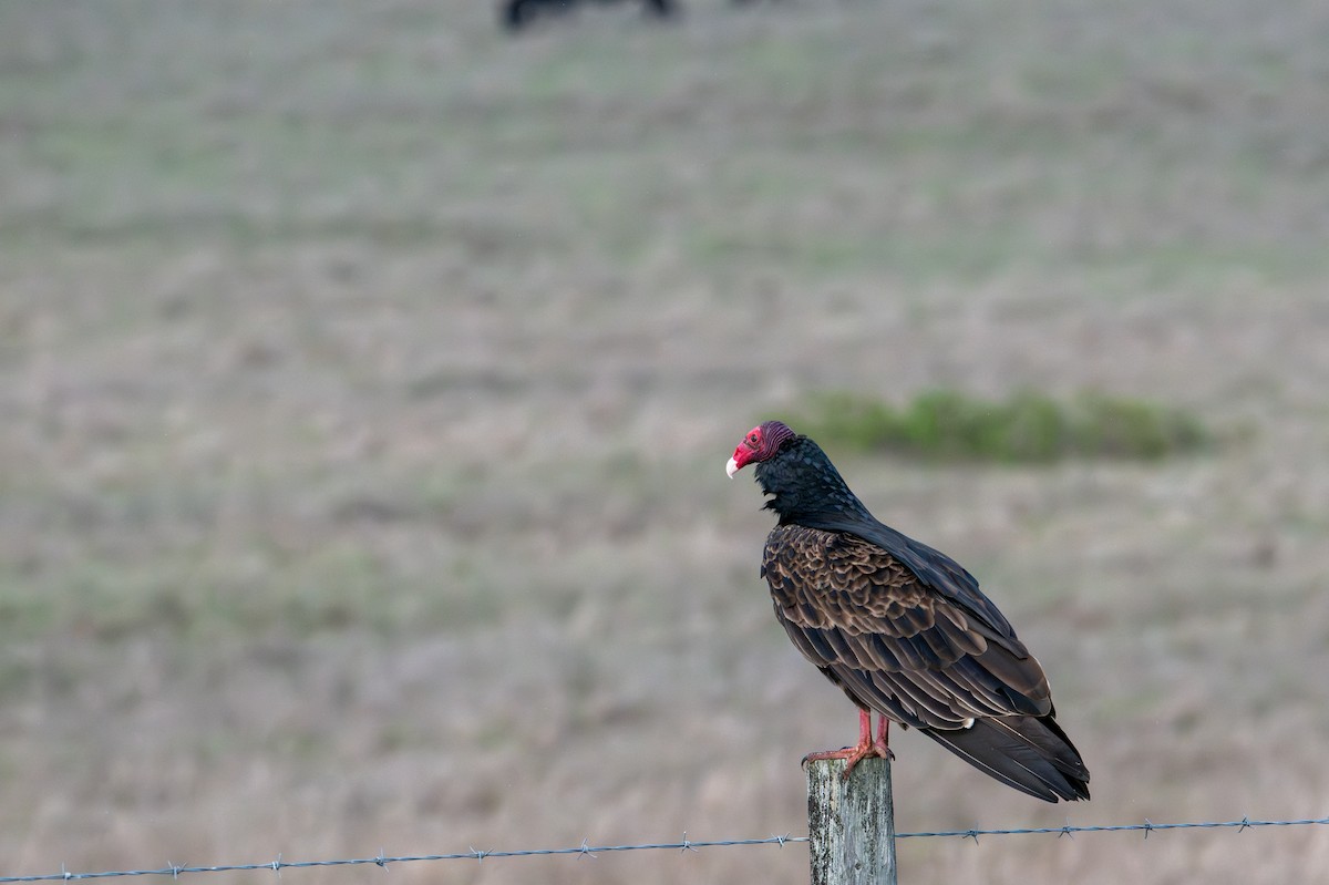 Turkey Vulture - ML645428443