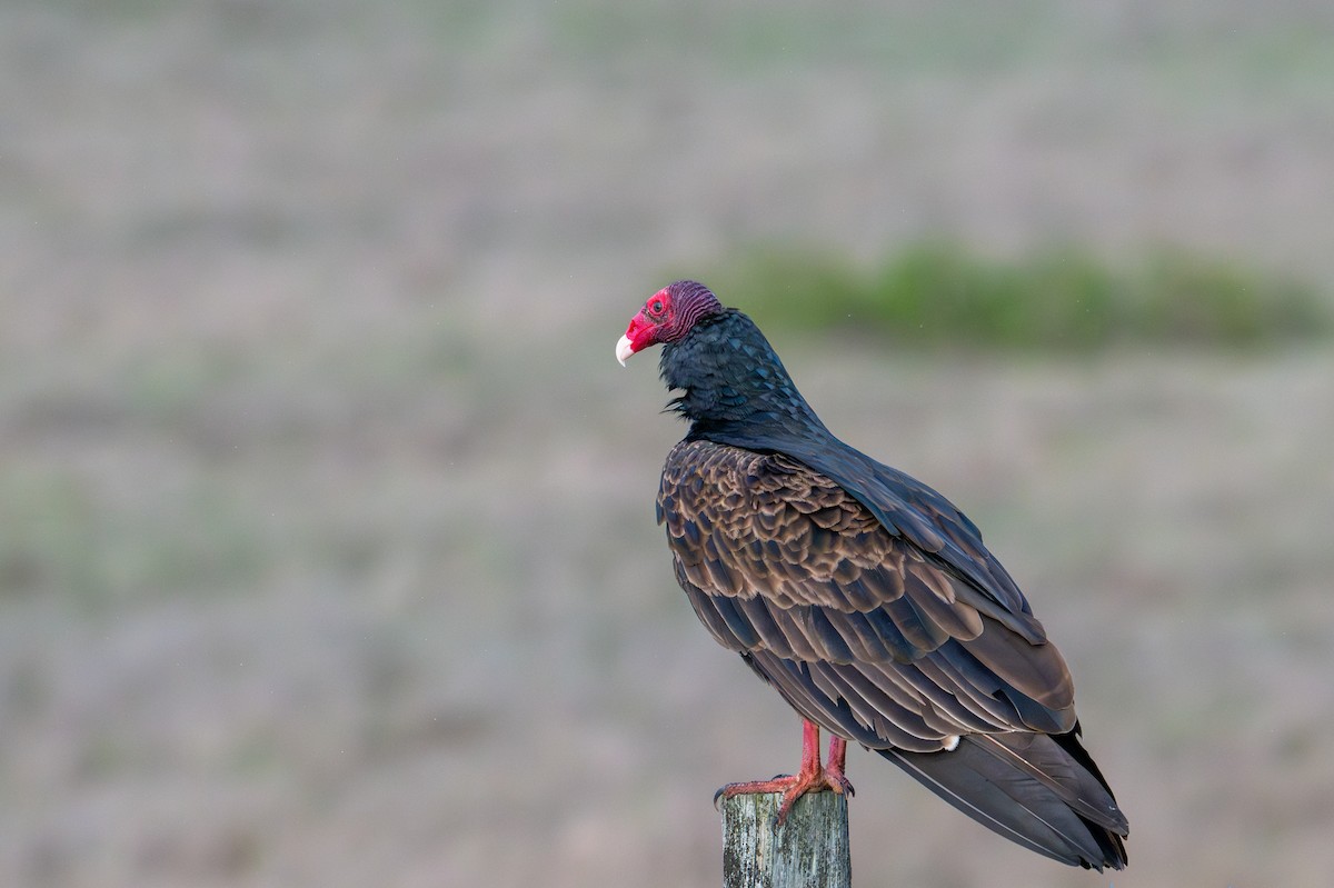 Turkey Vulture - ML645428444