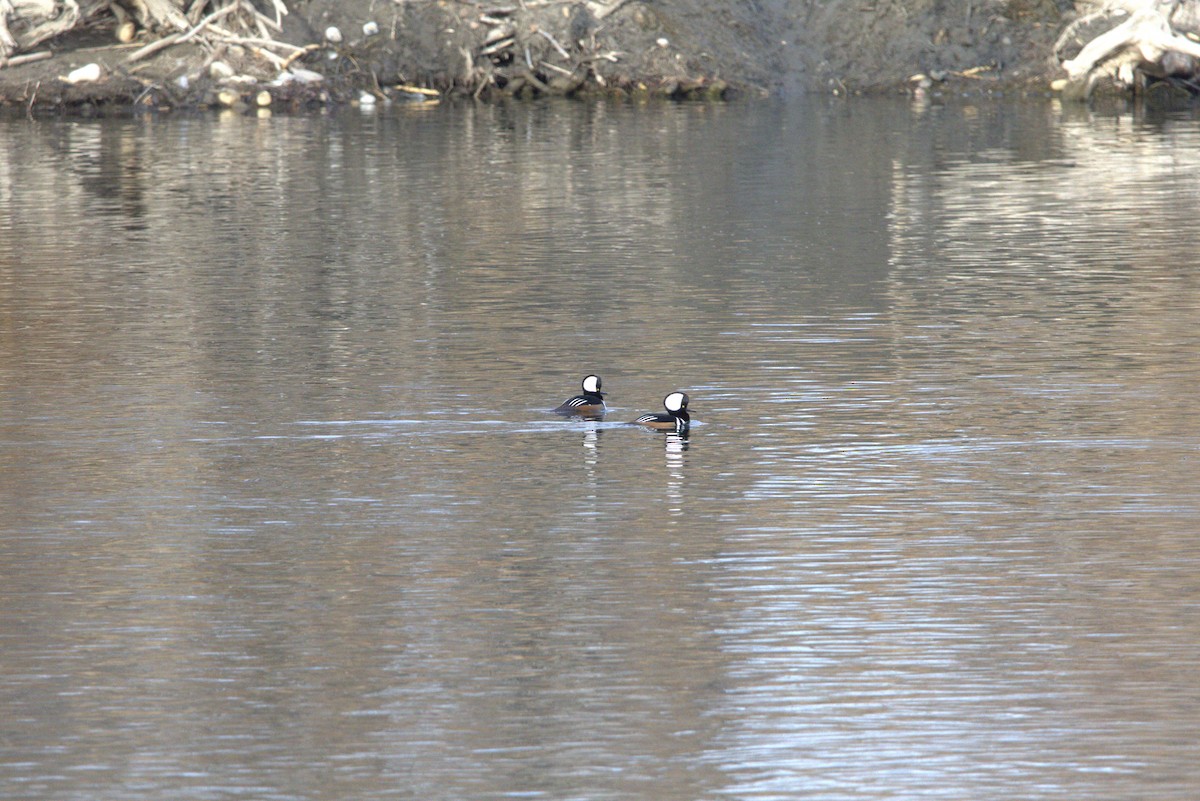 Hooded Merganser - ML645428449