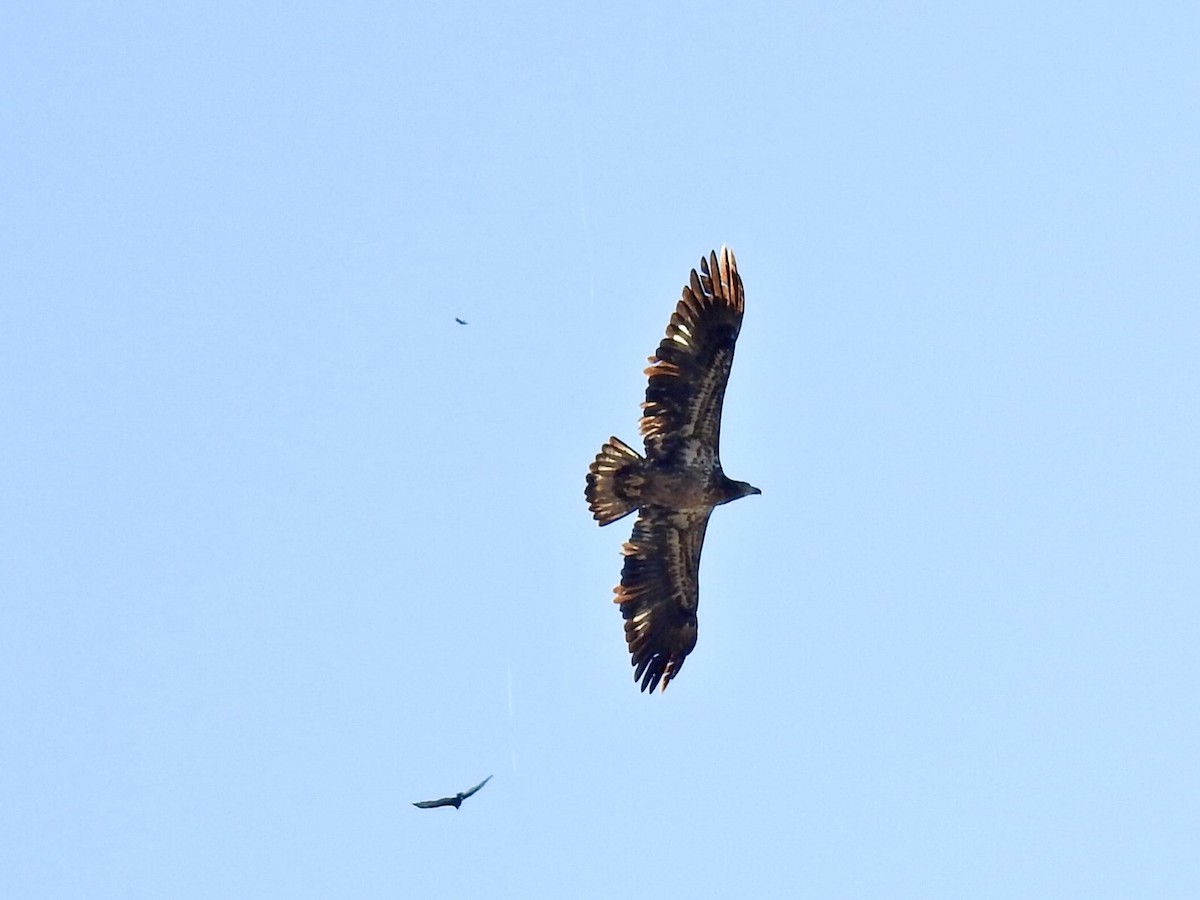 ハクトウワシ - ML645428453