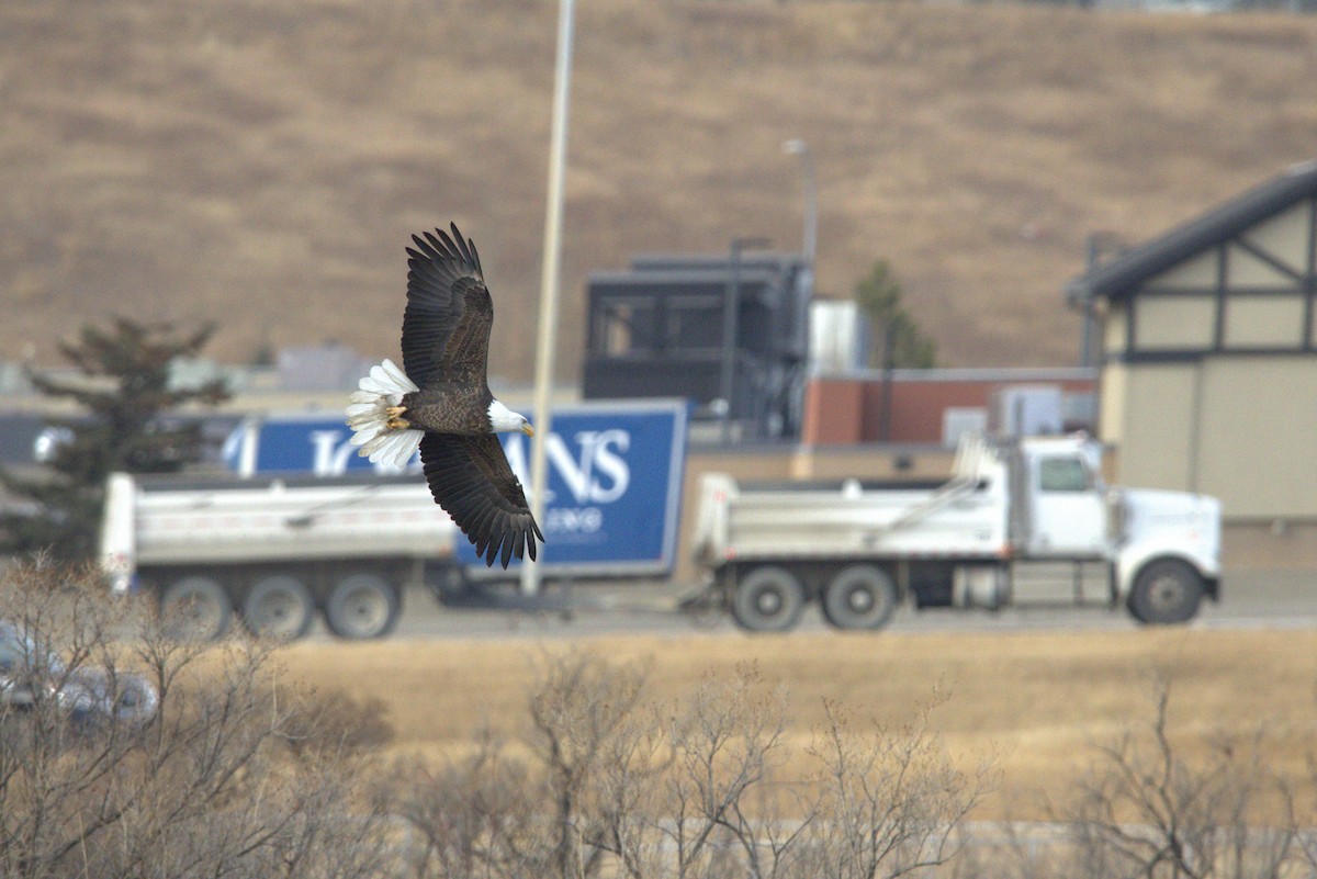 ハクトウワシ - ML645428454