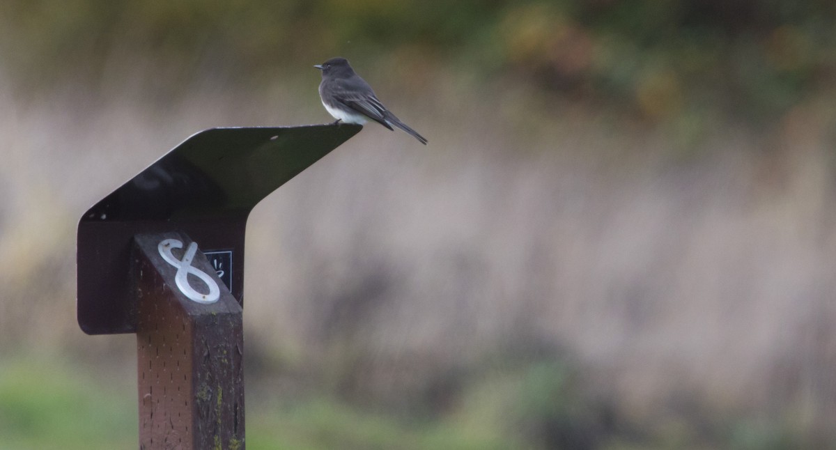 Black Phoebe - ML645428456
