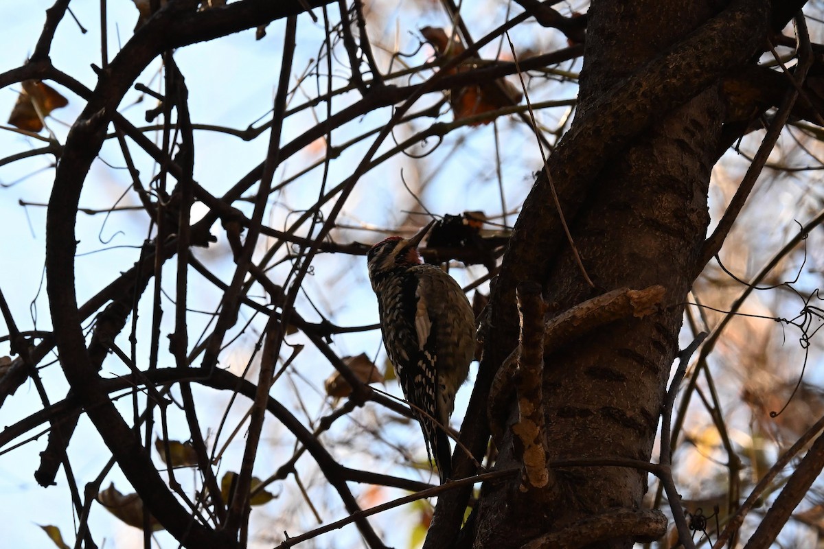 Yellow-bellied Sapsucker - ML645428457