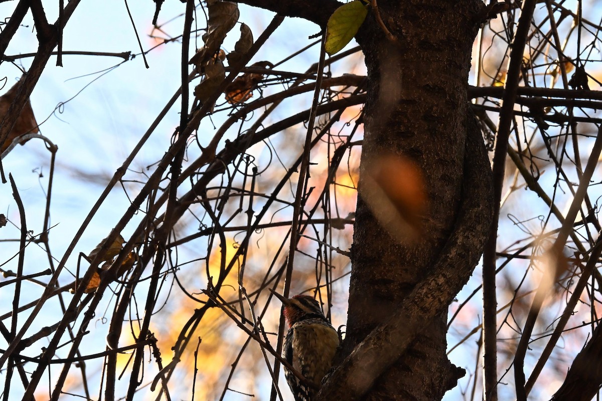 Yellow-bellied Sapsucker - ML645428458