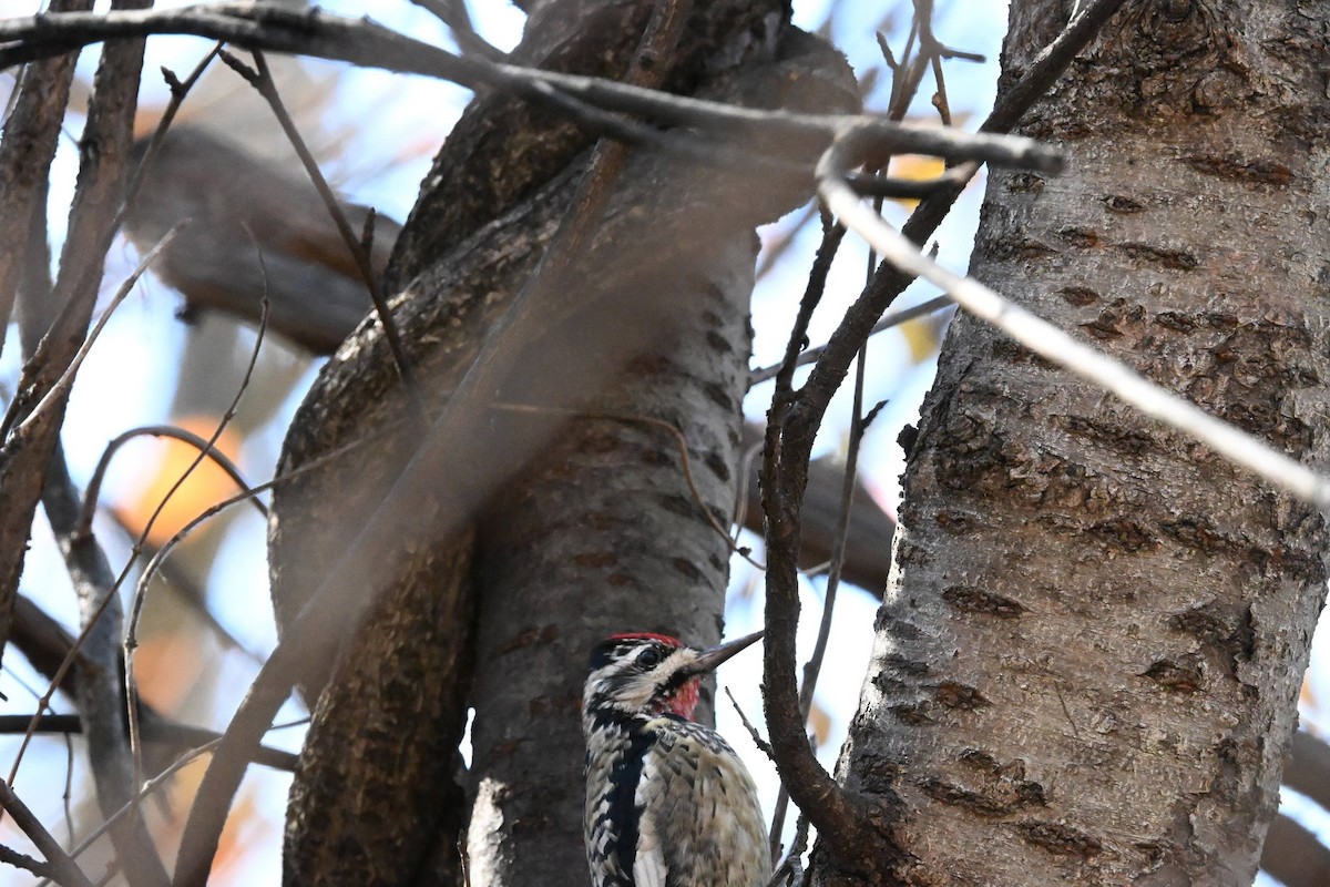 Yellow-bellied Sapsucker - ML645428459