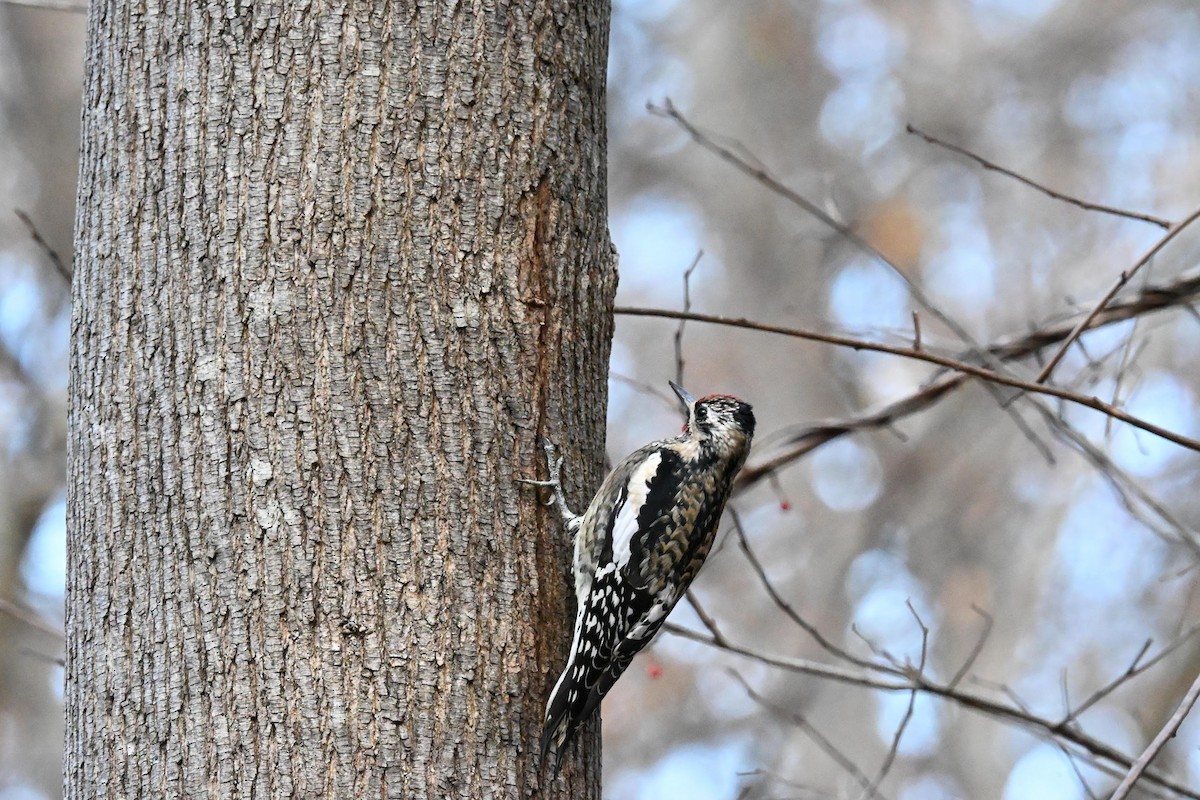 Yellow-bellied Sapsucker - ML645428460