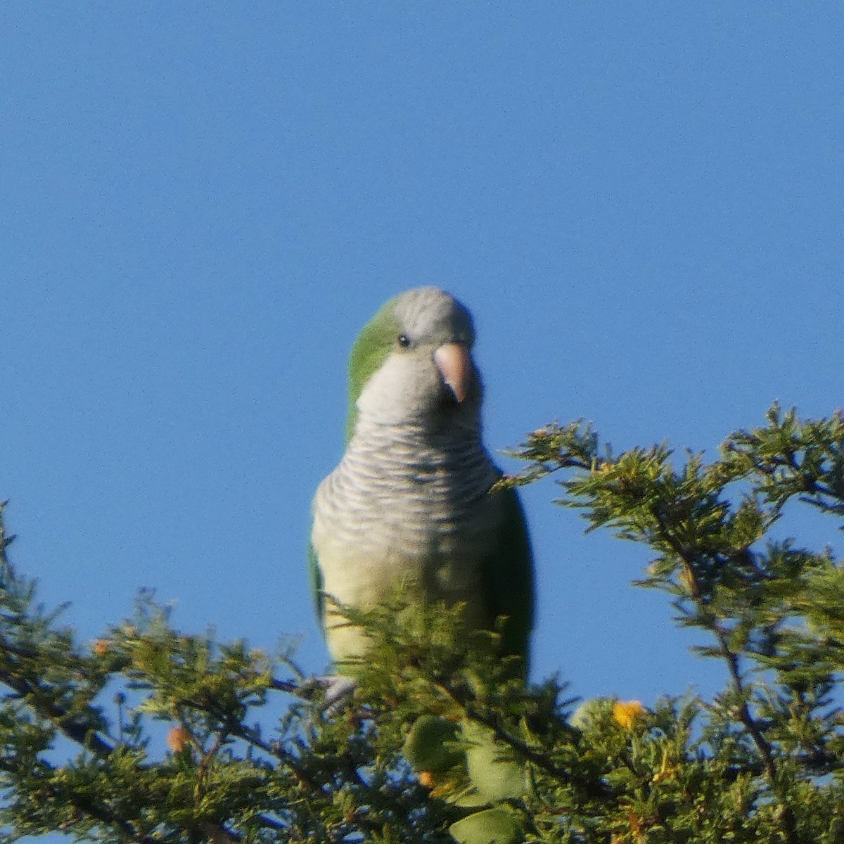 Mönchssittich - ML645428461