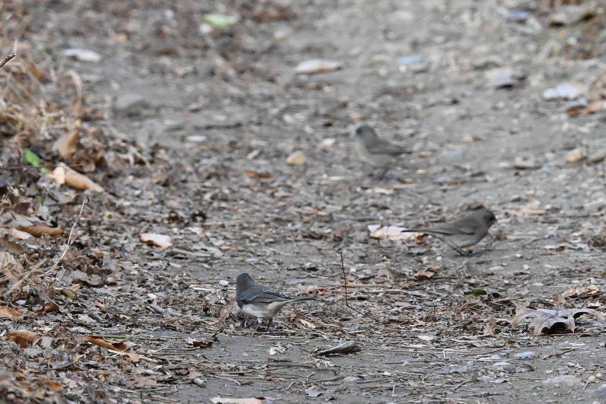 Dark-eyed Junco (Slate-colored) - ML645428479