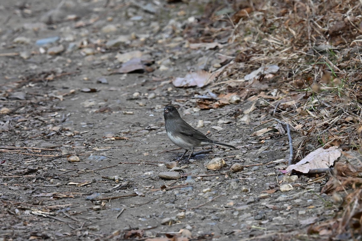 Dark-eyed Junco (Slate-colored) - ML645428480