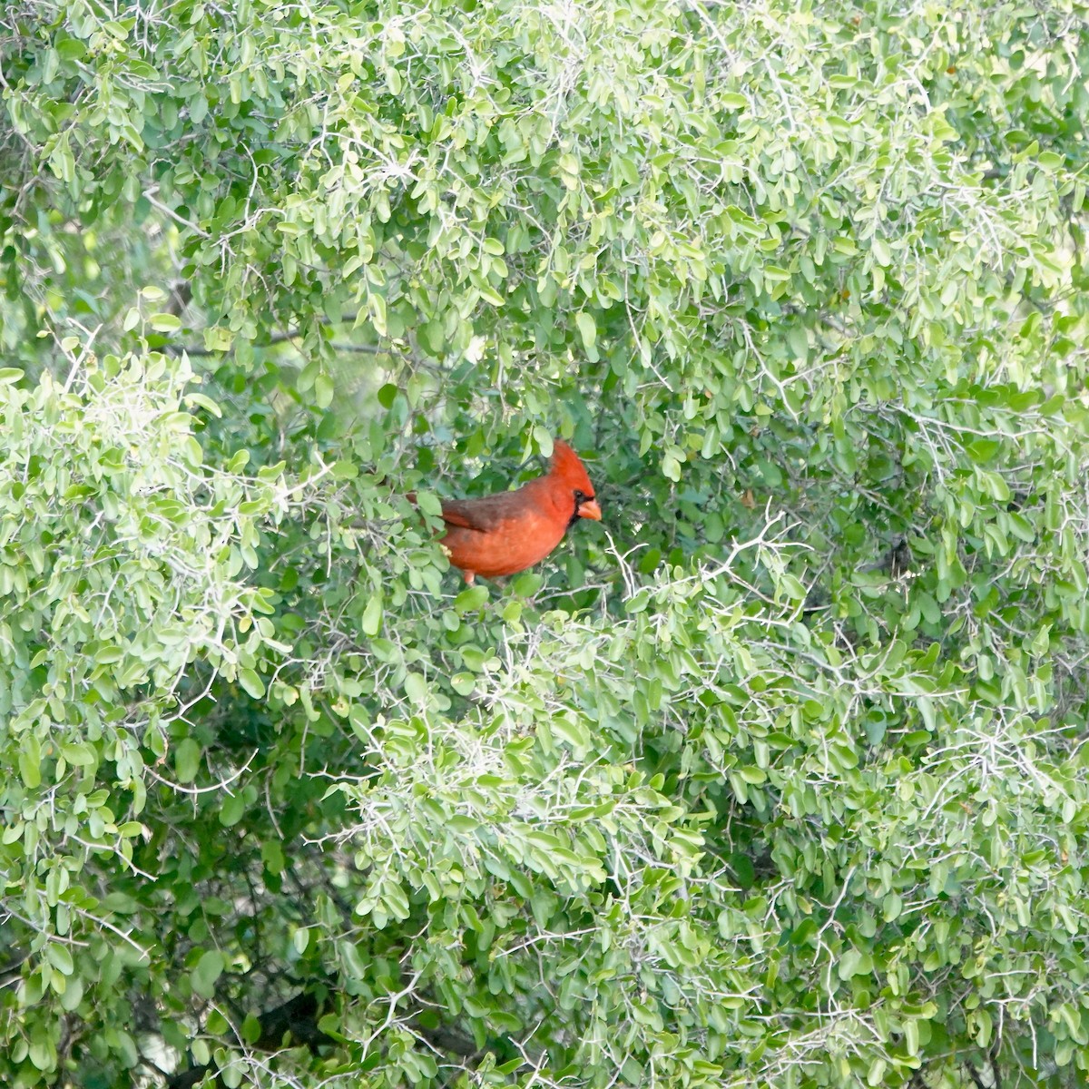Northern Cardinal - ML645428481